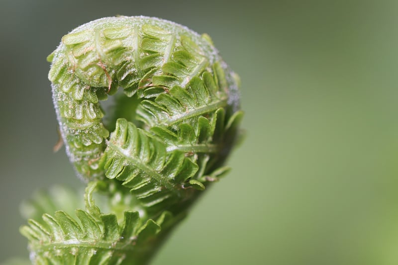 Hand Watering Tips