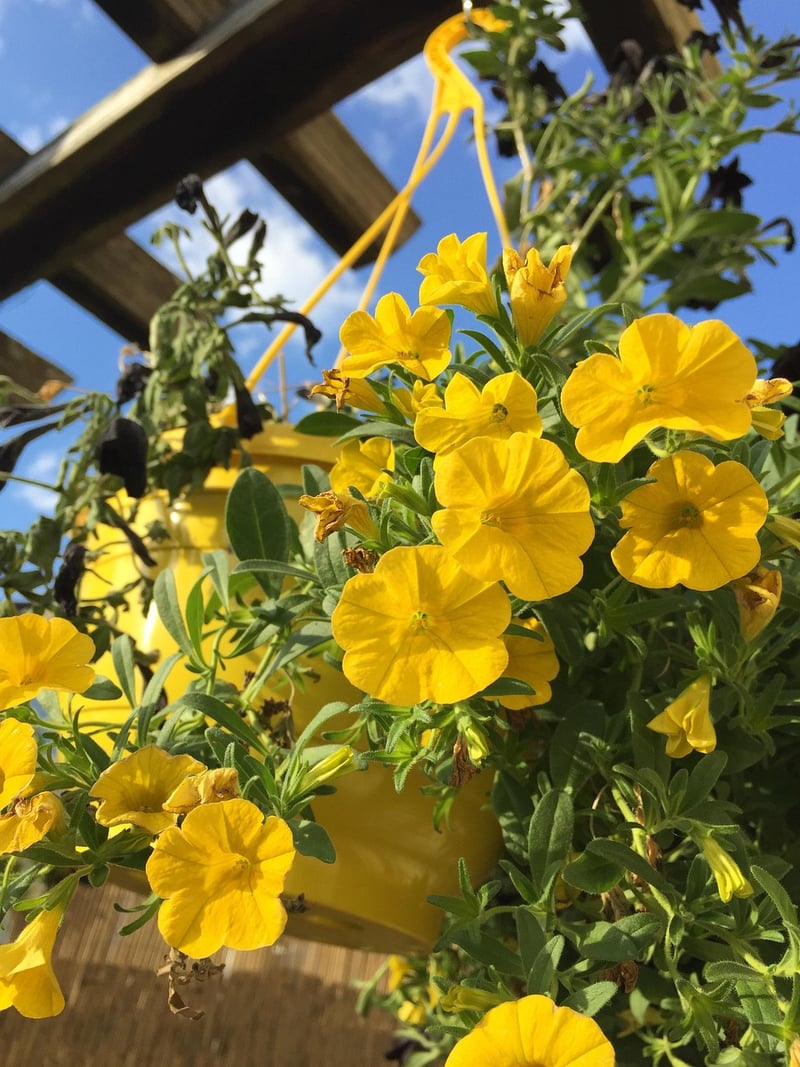 Wicker Hanging Baskets