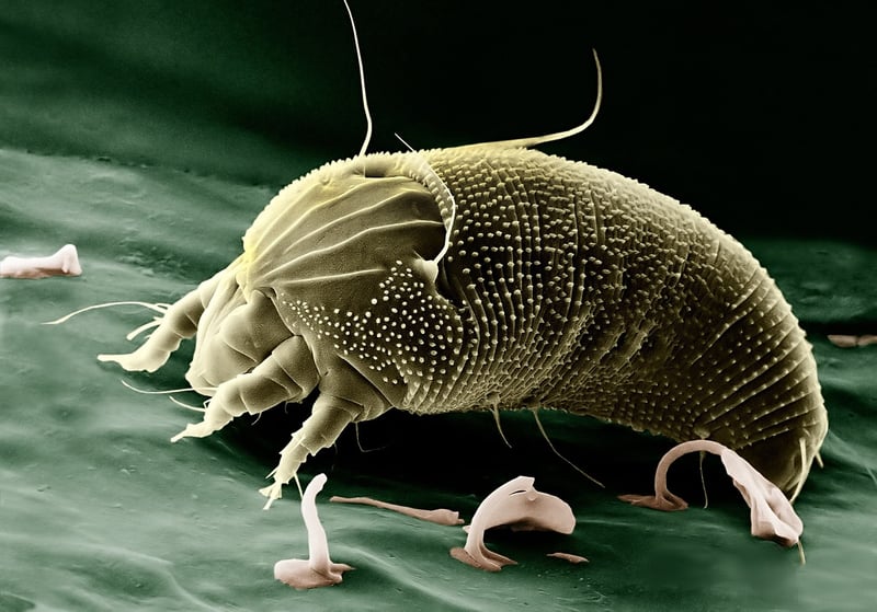 Predatory Mite