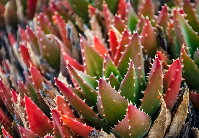 Vertical Succulent Garden